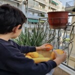 Watching the world from my balcony